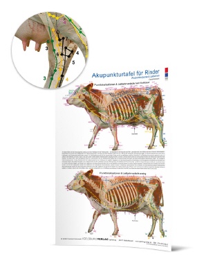 Akupunkturtafel Rind