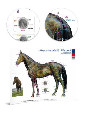 Akupunkturtafel Pferd 9
