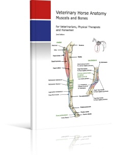 HORSE ANATOMY The horse book